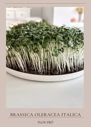 Microgrönt - Broccoli