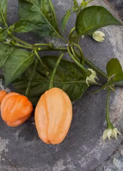 Chili - Habanero Pink