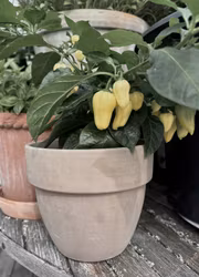 Chili - Bhut Jolokia White