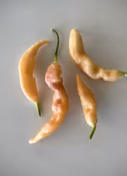 Chili - Aji Melocoton