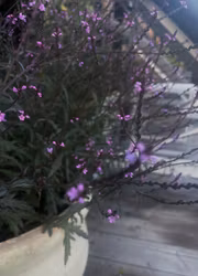Verbena - Bampton