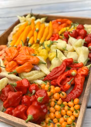 Chili - Aji Charapita Peach