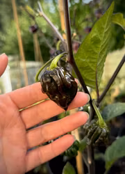 Chili - 7 pot Purple