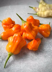 Chili - Zebrange