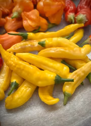 Chili - Aji Pineapple Large