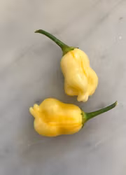 Chili - Aji Auricolor