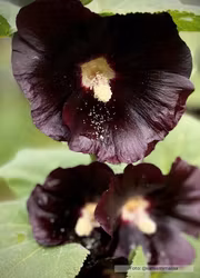 Stockros - Nigra