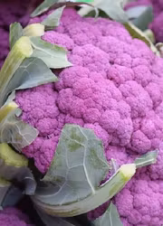 Blomkål - Sicilian Violet