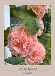 Stockros - Chaters Salmon Pink