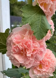 Stockros - Chaters Salmon Pink