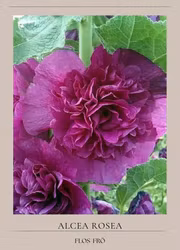 Stockros - Chaters Violett