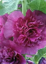 Stockros - Chaters Violett