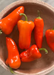 Snackspaprika - Snacking Red F1