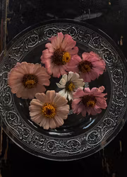 Zinnia - Cresto! Peachy Pink