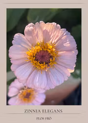 Zinnia - Cresto! Peachy Pink