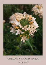 Storblommig Kollomia