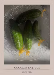 Minigurka -Petipikel