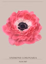 Anemon - Harmony Double Pink F1