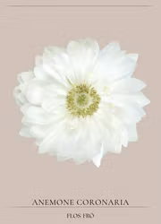Anemon -  Harmony Double White F1