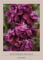 Lövkoja - Column Purple Heart