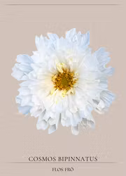 Rosenskära - Double Click Snowpuff