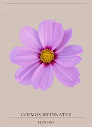 Rosenskära - Sonata Pink Blush