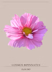 Rosenskära - Fizzy Pink Dark Centre