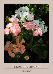 Phlox - Beauty Coral Reef