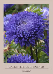 Aster - King Size Mid Blue