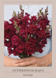 Lejongap - Madame Butterfly Red