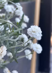 Trädgårdsmattram - Tetra White