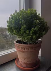 Basilika - Bonsai