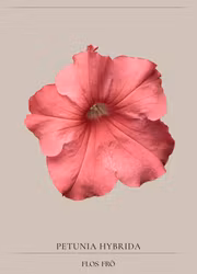 Petunia - Tritunia Salmon