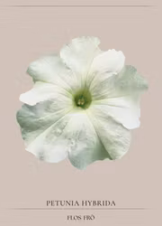 Petunia - Tritunia White