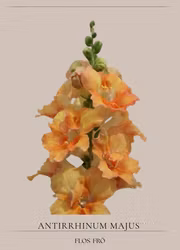 Lejongap - Doubleshot Peach F1