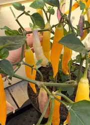 Chili - Aji Challuaruro Amarillo