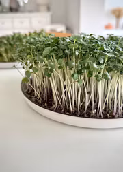 Microgrönt - Broccoli