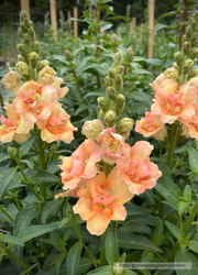 Lejongap - Doubleshot Peach F1