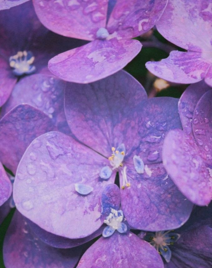 DOFTLJUS MED GLASKUPA CASA VIOLETA / PUDRIG VIOL & BLÅKLINT