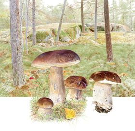Karljohan, Bergaskogen Upplands Väsbvy