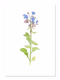 Gurkört - Fineart print