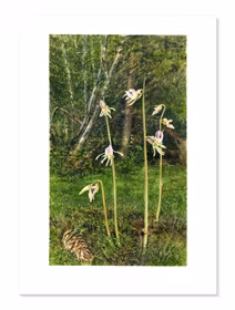 Skogsfru - Fineart print