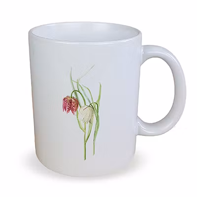 Mugg Kungsängslilja