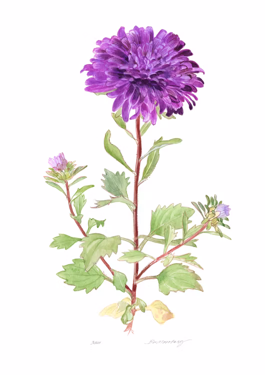 Aster