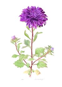 Aster