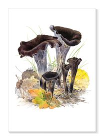 Svart trumpetsvamp