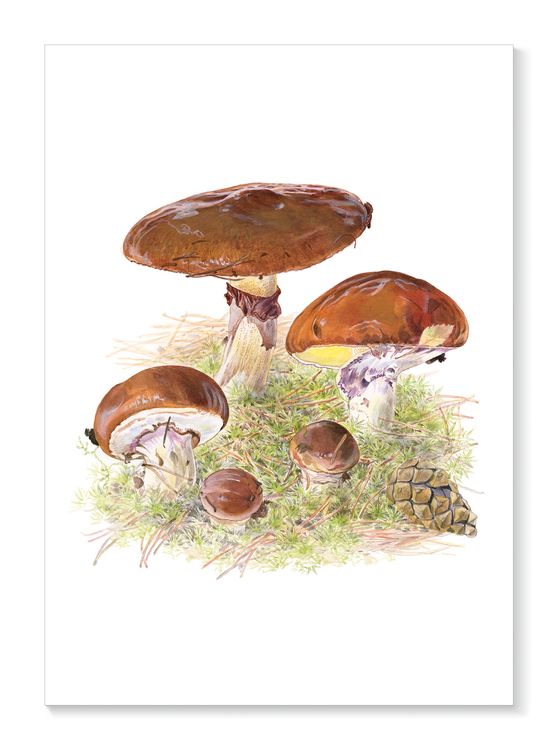 Framsida