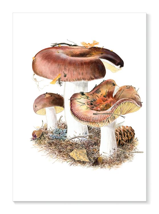 Framsida