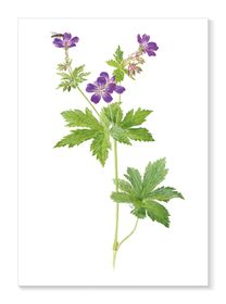 Midsommarblomster
