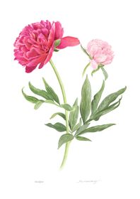Bondpion